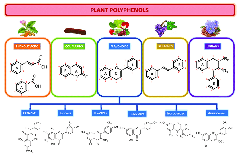 Polifenoller Molekuler Siniflama